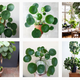 Image for article titled Get This Trendy Instagram Plant Away From Me